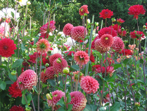Dahlia Garden