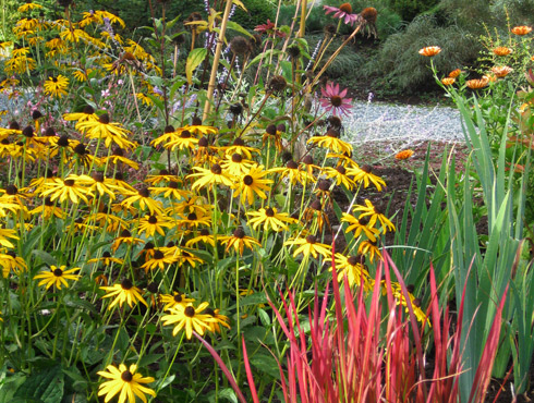 Waterwise Perennial Garden