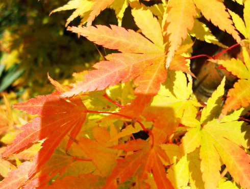 Acer Garden